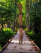 Acrobat Show