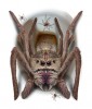 DECOR. WC SPIDER, 30x40 CMS.