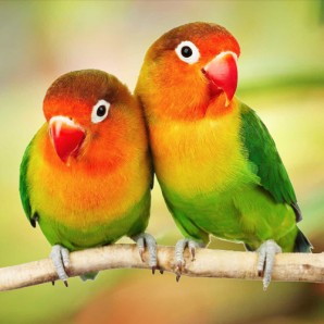  Live bird show in Kuwait