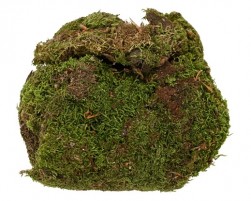 Buy Moss Natural in Kuwait