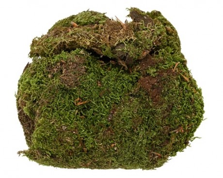 Moss natural