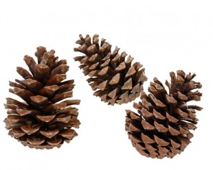  Pinecone Natural L in Yarmouk
