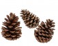 Pinecone natural L