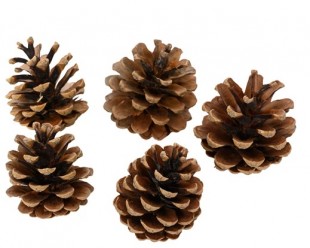  Pinecone Natural in Hateen