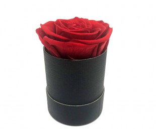  Preserved Rose In Mini Cylinder Box Without Cover in Fintas