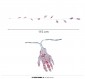 Skeleton Hand Garland 10LED, 115 cms, Batteries
