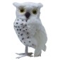 White Owl